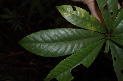 Image of Gardenia Actinocarpa (Gardenia actinocarpa) by (c) Thomas Mesaglio, some rights reserved (CC BY)