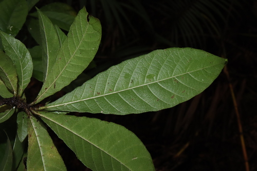 Image of Gardenia Actinocarpa (Gardenia actinocarpa) by (c) Thomas Mesaglio, some rights reserved (CC BY)