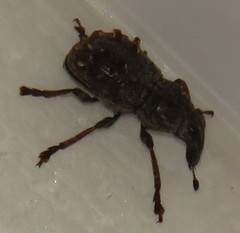 Anthribinae