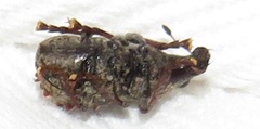 Anthribinae
