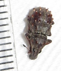 Anthribinae
