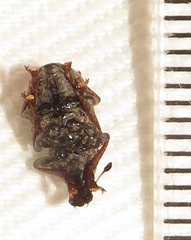 Anthribinae