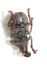 Anthribinae