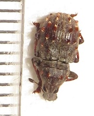 Anthribinae