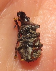 Anthribinae