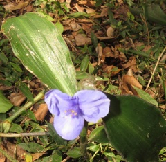 Coleotrype natalensis