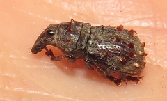 Anthribinae
