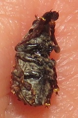 Anthribinae
