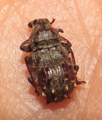 Anthribinae