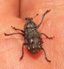 Anthribinae
