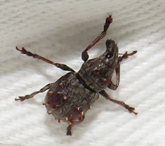 Anthribinae