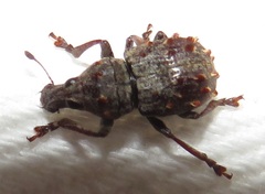 Anthribinae