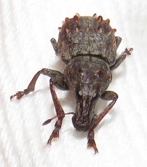 Anthribinae