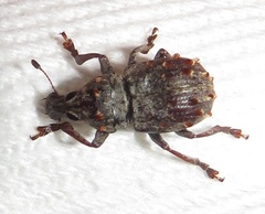 Anthribinae