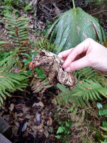American Beaver photographed in Florida