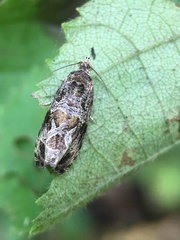 Olethreutes furfuranum