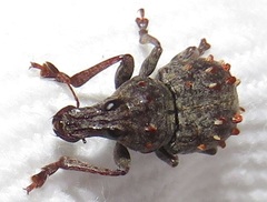 Anthribinae