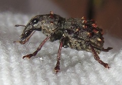 Anthribinae