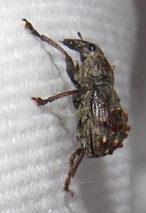 Anthribinae