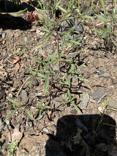 Image of Monardella douglasii by no rights reserved