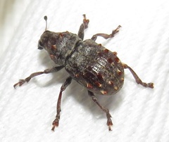 Anthribinae