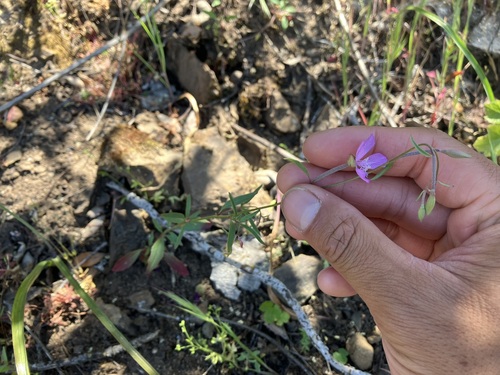 Image of Clarkia modesta by no rights reserved