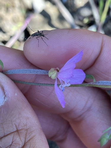 Image of Clarkia modesta by no rights reserved