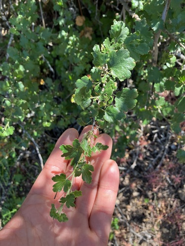 Image of Ribes quercetorum by no rights reserved