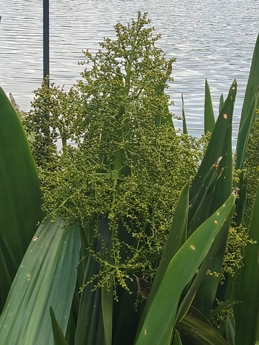 Foto de Aningaçu