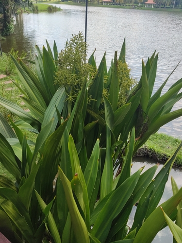 Foto de Aningaçu