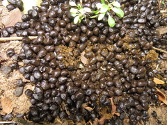 Cephalophorus natalensis natalensis