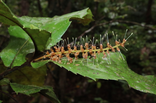 Image of Helicia nortoniana by (c) Thomas Mesaglio, some rights reserved (CC BY)