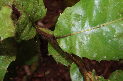 Image of Helicia nortoniana by (c) Thomas Mesaglio, some rights reserved (CC BY)