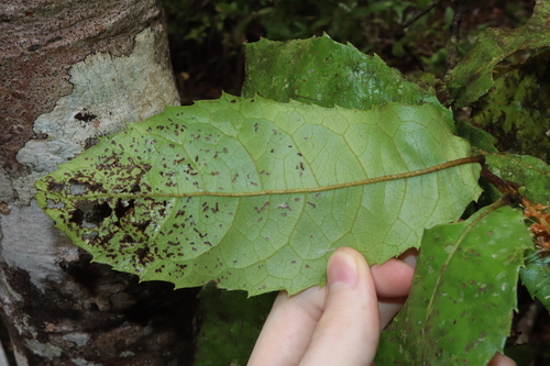 Image of Helicia nortoniana by (c) Thomas Mesaglio, some rights reserved (CC BY)