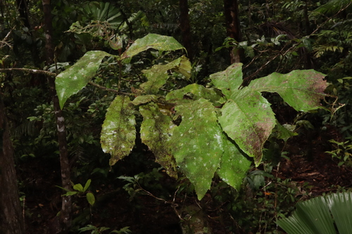 Image of Helicia nortoniana by (c) Thomas Mesaglio, some rights reserved (CC BY)