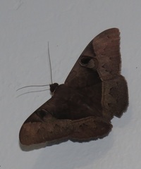Cyligramma limacina