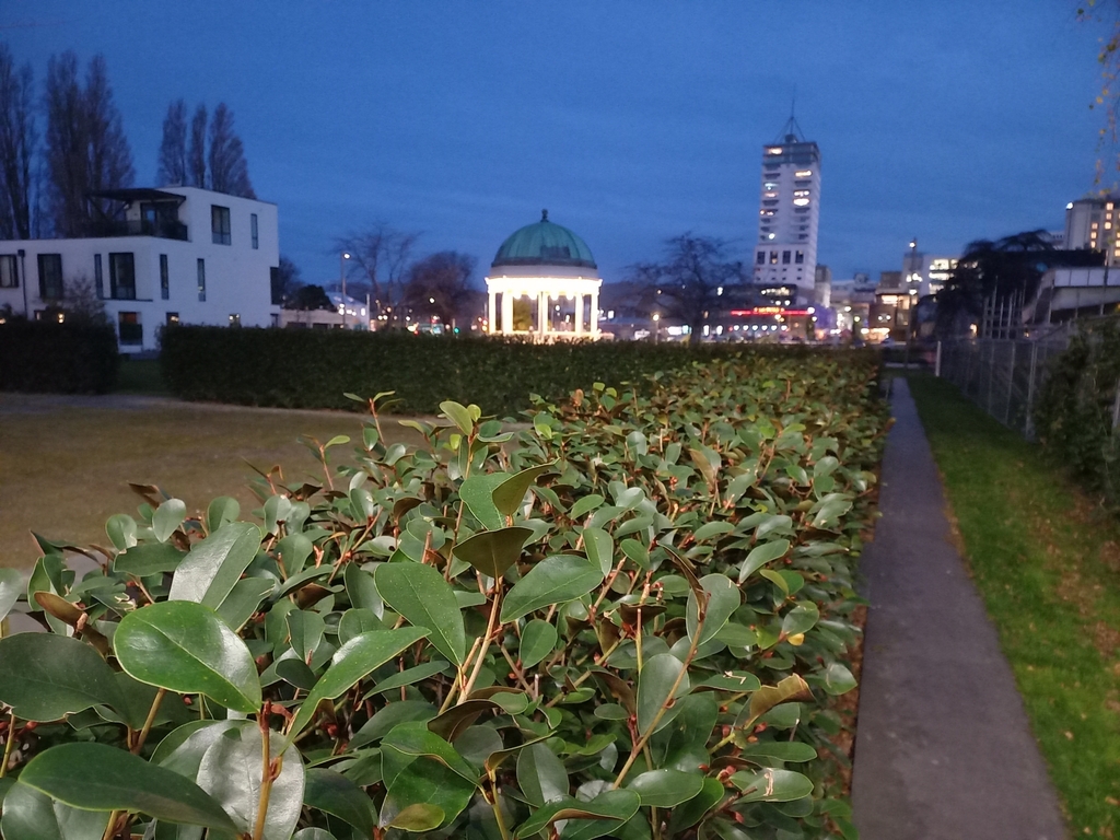 dicots from Christchurch Central City, Christchurch, New Zealand on May