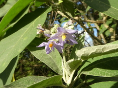 Solanum granulosoleprosum