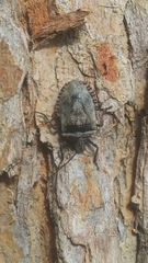 Apateticus lineolatus