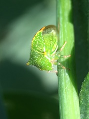 Hadrophallus bubalus