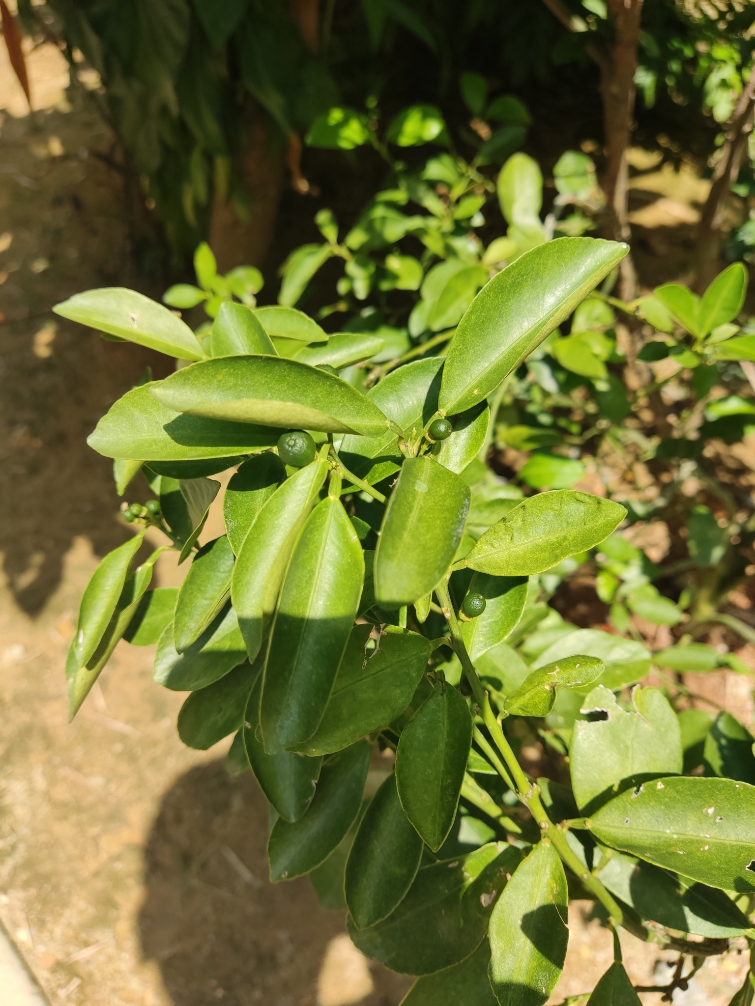 Imagem de Calamondin