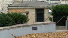 Cardinalis cardinalis