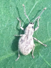 Calomycterus setarius