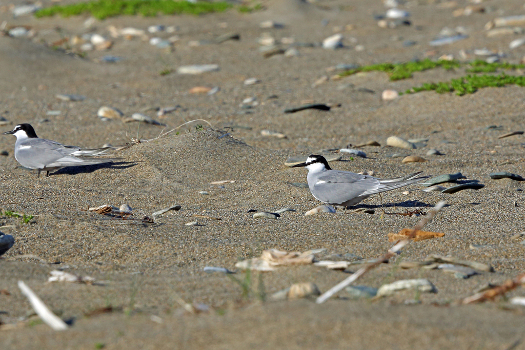 Aleutian Tern