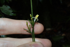 Dianella bambusifolia