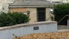 Cardinalis cardinalis