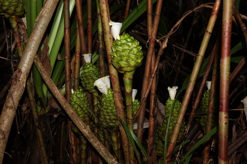 Costus dubius (Costus dubius)