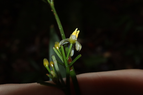 Dianella bambusifolia, photograph 1