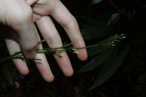 Dianella bambusifolia, photograph 2