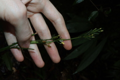 Dianella bambusifolia, photograph (c) Thomas Mesaglio, some rights reserved (CC BY)